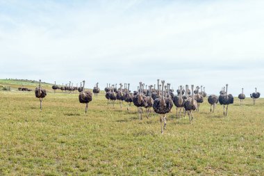 Herd of ostriches running towards the camera near Malagas in the Western Cape Province