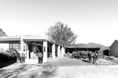 Dwarsrivier, South Africa - Sep 6, 2022: Reception office for Sanddrif and Wolfberg at Dwarsrivier in the Western Cape Cederberg. Horses are visible. Monochrome