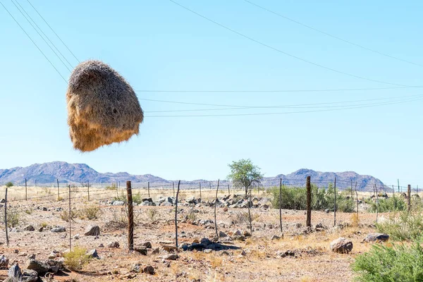 A community bird nest hanging on telephone wires after the telephone pole it was on disintegrated. Northern Cape Province of South Africa