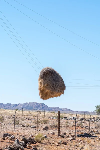 Community Bird Nest Hanging Telephone Wires Telephone Pole Disintegrated Northern — Stock Photo, Image