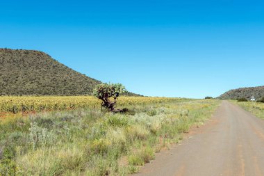 Luckhoff ve Fauresmith arasındaki S129 yolunun yanında bir ayçiçeği tarlası ve dikenli bir armut. Çiçek başları aşağıya bakıyor.