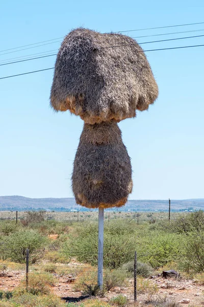 Community Bird Nest Built Telephone Pole Groblershoop Upington Northern Cape — Stock Photo, Image