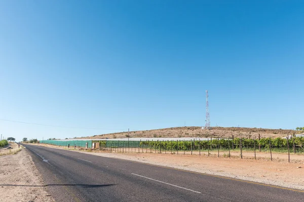 Viñedos Junto Carretera R359 Cerca Marchand Provincia Del Cabo Norte — Foto de Stock