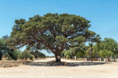 Kenhardt 'ta bir caddenin ortasında bir deve dikeni ağacı. Tohumlar çiftlik hayvanları tarafından yenir ve kahve yerine kavurulabilir.