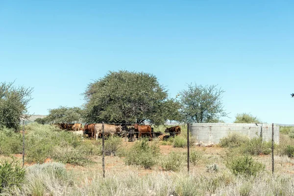 Skot Betonová Přehrada Trnitý Kamének Blízkosti Brandboom Provincii Severní Kapsko — Stock fotografie