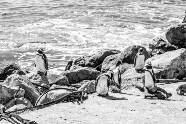 ベティス湾のストーニーポイント自然保護区でアフリカペンギン モノクローム — ストック写真