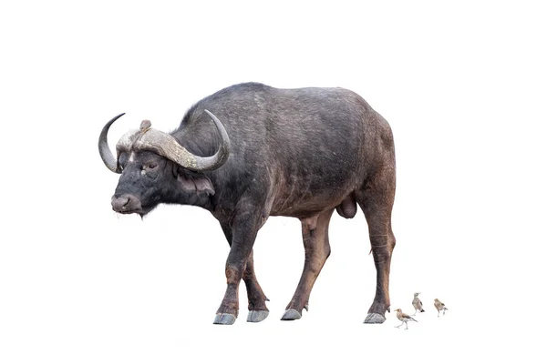 Een Cape Buffalo Syncerus Caffer Steekt Een Weg Vogels Zijn — Stockfoto