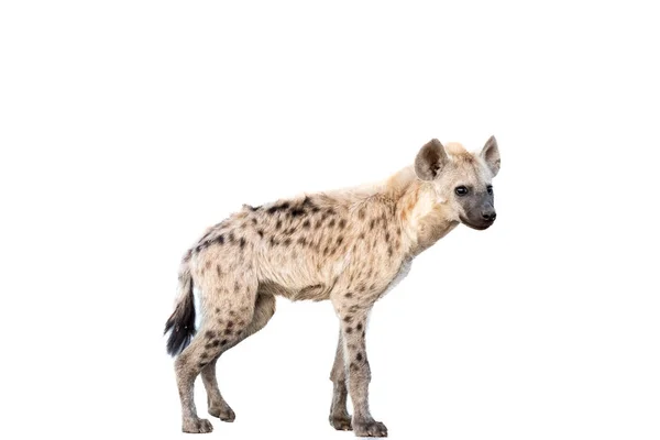 Een Jonge Gevlekte Hyena Crocuta Crocuta Staande Geïsoleerd Wit — Stockfoto