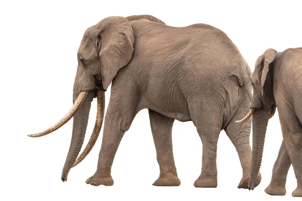 Egy Afrikai Elefánt Nagy Agyarakkal Dél Afrika Mpumalanga Tartományában Fehér — Stock Fotó