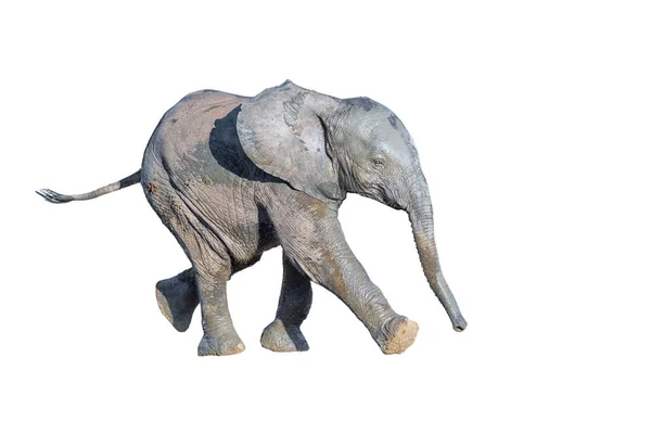 Egy Afrikai Elefánt Borjú Loxodonta Africana Fut Fehér Alapon Elszigetelve — Stock Fotó