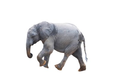 Afrikalı bir fil yavrusu, Loxodonta africana, ıslak ayaklı ve gövdeli, yürüyen. Beyazda izole edilmiş