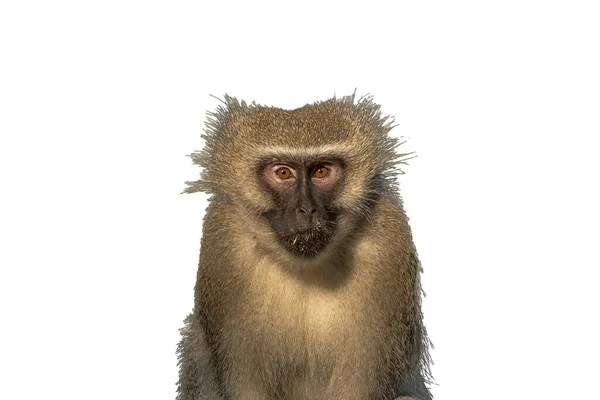 Detailní Záběr Krční Opice Chlorocebus Pygerythrus Dívající Kamery Izolováno Bílém — Stock fotografie