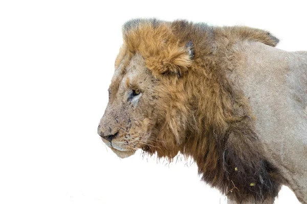 Perfil Leão Macho Com Cicatrizes Panthera Leo Com Crina Isolado — Fotografia de Stock