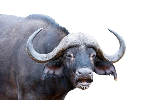 Een Cape Buffalo Syncerus Caffer Kijkend Naar Camera Geïsoleerd Wit — Stockfoto