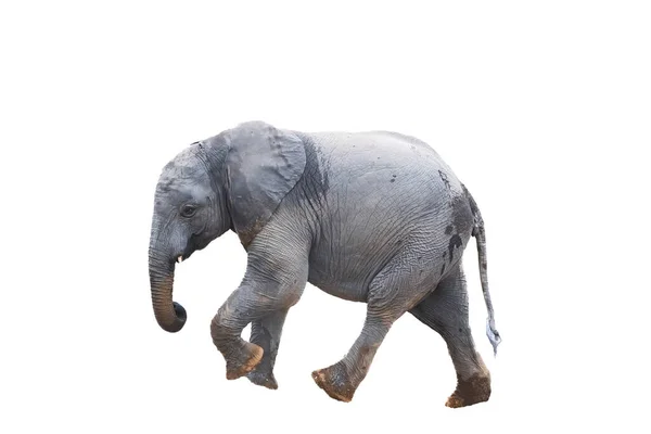 Африканский Слон Loxodonta Africana Мокрыми Ногами Туловищем Ходит Изолированные Белом — стоковое фото