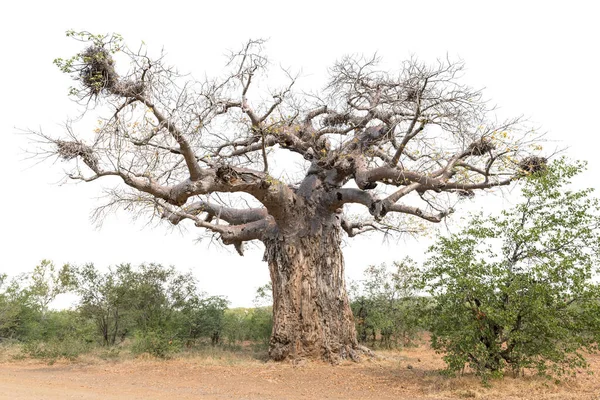 Drzewo Baobabu Adansonia Digitata Zwane Również Odwróconym Drzewem Ptasie Gniazda — Zdjęcie stockowe