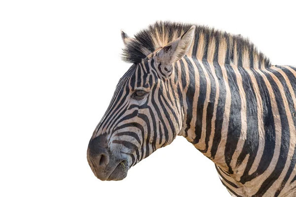 一个成年Burchells Zebra Equus Quagga Burchellii的头像 与白种人隔离 — 图库照片