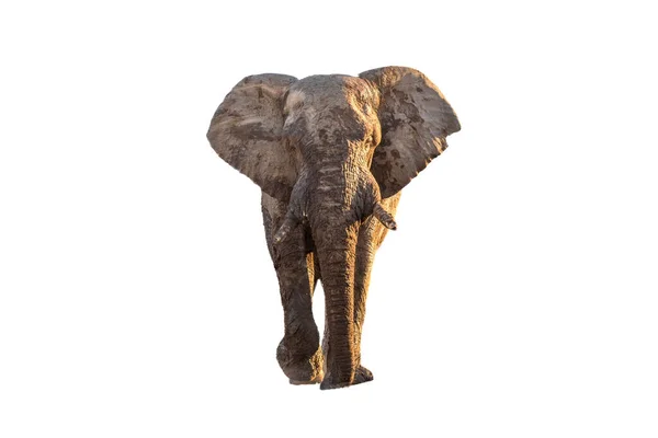 Sár Borított Afrikai Elefánt Sétál Egy Felé Kamera Mpumalanga Tartomány — Stock Fotó