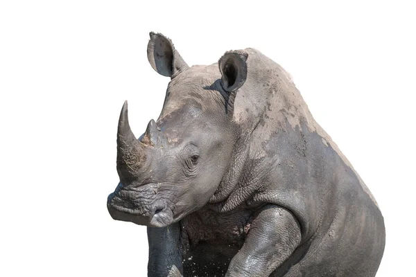 Jižní Bílý Nosorožec Ceratotherium Simum Simum Dává Bahenní Koupel Izolováno — Stock fotografie