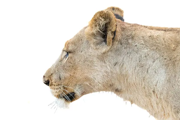 Główny Profil Afrykańskiej Lwicy Panthera Leo Odizolowane Biało — Zdjęcie stockowe