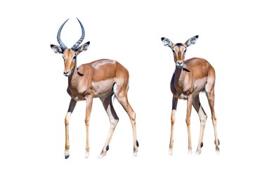 Bir Impala koçbaşı ve koyunu, Aepyceros melampus. Beyazda izole edilmiş