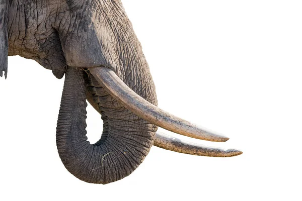 Nahaufnahme Der Stoßzähne Und Des Rumpfes Eines Afrikanischen Elefantenbullen Loxodonta — Stockfoto