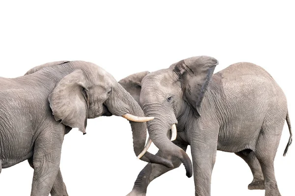 两只非洲象公牛 Loxodonta Africana 在一场争斗中考验了它们的力量 与白种人隔离 图库照片