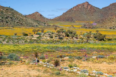 A rocky outcrop, with quiver trees, surrounded by wild flowers and hills, at Goegap Nature Reserve near the town of Springbok clipart