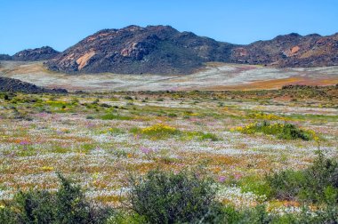 Springbok kasabası yakınlarındaki Goegap Doğa Koruma Alanı 'nda, dağ zeminli yabani çiçekler.