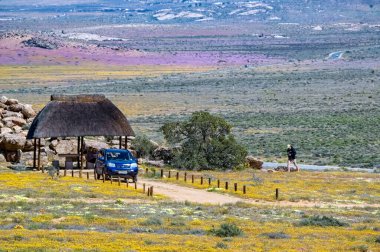 Springbok, Güney Afrika - 6 Eylül 2007: Springbok kasabası yakınlarındaki Goegap Doğa Koruma Alanında yabani çiçeklerle çevrili bir piknik alanı, araba ve bir kişi