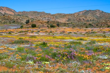 Springbok kasabası yakınlarındaki Goegap Doğa Koruma Alanı 'nda, dağ zeminli yabani çiçekler.