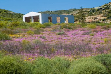 Bir tepenin yamacında, pembe ve mor yabani çiçeklerin arasında, Namaqualand Ulusal Parkı 'ndaki Wildeperdehoek Geçidi' nde bir yıkıntı.