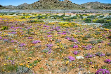 Springbok kasabası yakınlarındaki Goegap Doğa Koruma Alanı 'nda, dağ zeminli yabani çiçekler.