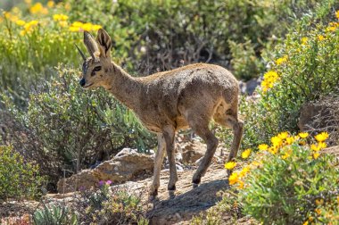 Namaqualand Ulusal Parkı 'ndaki Wildeperdehoek Geçidi' ndeki sarı çiçeklerin arasındaki kayanın üzerinde bir erkek klipspringer.