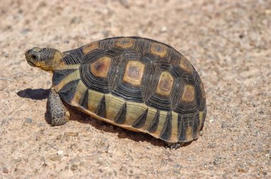 Hondeklipbaai yakınlarındaki Namaqualand Ulusal Parkı 'nda Angulate kaplumbağası.