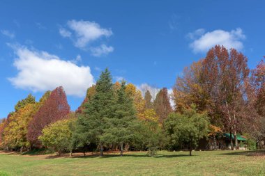 Mountain Splendour, Güney Afrika - 12 Mayıs 2025: Winterton yakınlarındaki Mountain Splendour Eco Resort 'ta sonbahar renklerinde ağaçlar