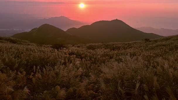Chinesisches Silbergras Hintergrund Des Sonnenuntergangs Yangmingshan Nationalpark Taipeh Taiwan Videoclip