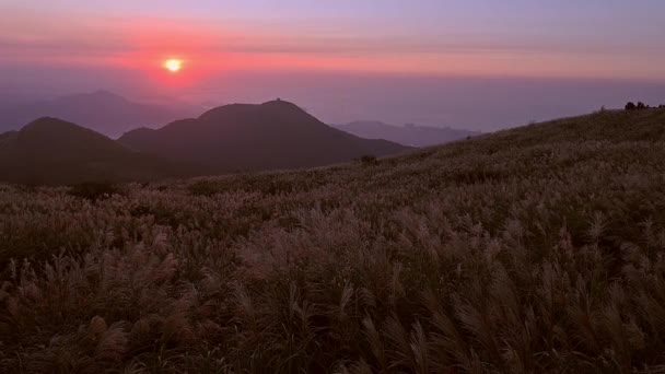 Chinesisches Silbergras Hintergrund Des Sonnenuntergangs Yangmingshan Nationalpark Taipeh Taiwan Lizenzfreies Stock-Filmmaterial