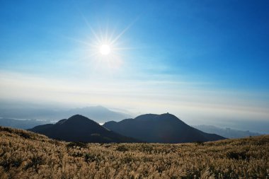 Yangmingshan Ulusal Parkı, Taipei, Tayvan 'da mavi gökyüzünün altında Çin gümüşotları.  