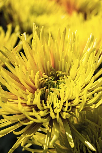 A new variety of chrysanthemum named Fireworks