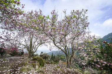 Bahçede güzel manolya ağaçları çiçek açar.. 