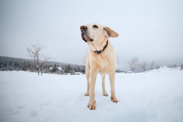 Kış Manzarasında Yürüyüş Yaparken Sevimli Bir Köpek Sarı Labrador Retriever — Stok fotoğraf