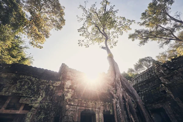 古代の寺院を覆う素晴らしい木の根 プローム寺院は成長しすぎた カンボジアのシェムリアップ近くの古い遺跡 — ストック写真