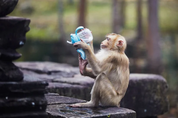 猴子在偷了游客的酒瓶后 想从婴儿酒瓶里喝些什么 大自然中动物行为和塑料废物的主题 — 图库照片