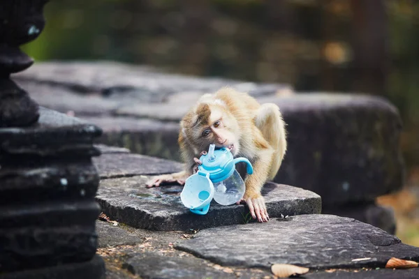 Małpa Próbuje Pić Dziecięcej Butelki Tym Jak Ukradła Turystom Tematy — Zdjęcie stockowe