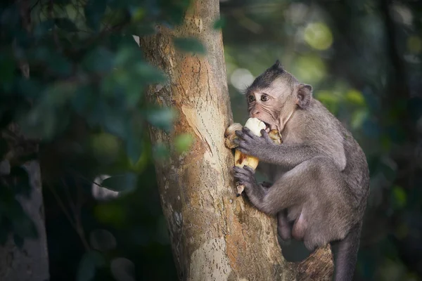 猴子在树上吃香蕉 柬埔寨热带雨林中的可爱猕猴 — 图库照片