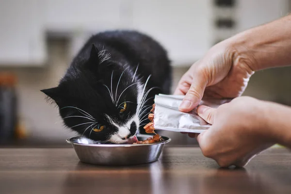 Domestic Life Pet Man Feeding His Hungry Cat Home — Fotografia de Stock