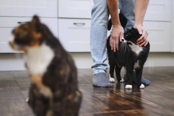 Kehidupan Rumah Tangga Dengan Hewan Peliharaan Man Membelai Kucing Lucu — Stok Foto