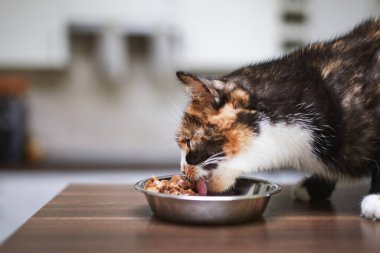 Evcil hayvanla ev hayatı. Şirin kahverengi kedi evde metal kaseden yemek yiyor.