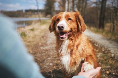 İnsan ve köpek arasındaki arkadaşlık. Şirin Nova Scotia Duck Tolling Retriever sahibine patisini uzatıyor..  